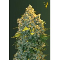 Auto Chronic Monster XXL Feminised 10ks