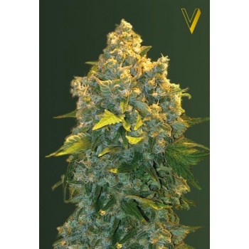 Auto Chronic Monster XXL Feminised 3ks
