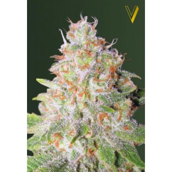 Auto Green Wild Shark Feminised 3ks