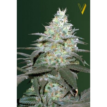 Auto Original Berry Feminised 3ks