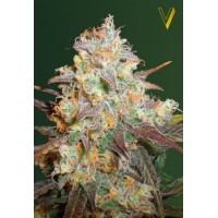 Chocodope Feminised 10ks