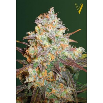 Chocodope Feminised 3ks