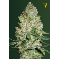 Chronic Monster XXL Feminised 10ks