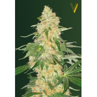 Super Extra Skunk Feminised 10ks