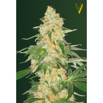Super Extra Skunk Feminised 3ks