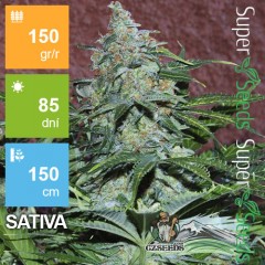Auto Amnesia Feminised 1ks