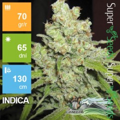 Auto Big Bud Feminised 1ks