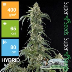 Auto White Widow Feminised 1ks