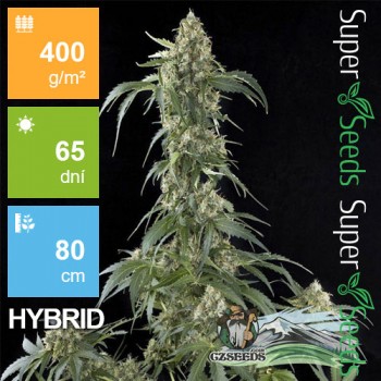 Auto White Widow Feminised 1ks