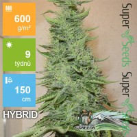 Big Bud Feminised 1ks
