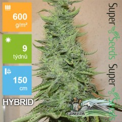 Big Bud Feminised 1ks