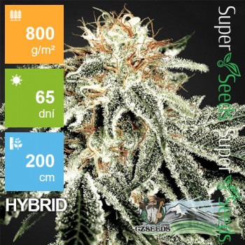 White Widow Feminised 1ks
