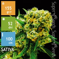 Auto Amnesia Haze Feminised 10ks