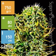 Amnesia Haze Feminised 10ks