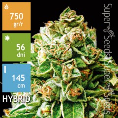 OG Kush Feminised 10ks