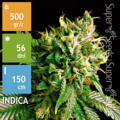 Strong Skunk Feminised 10ks