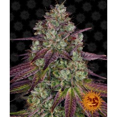 Mimosa EVO Feminised 10ks