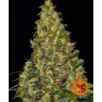 Amnesia Haze Auto Feminised 10ks