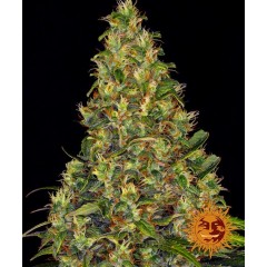 Amnesia Haze Auto Feminised 10ks