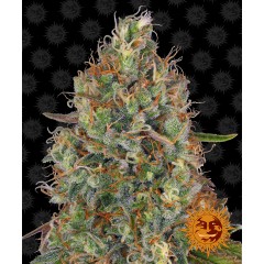 Sweet Tooth Auto Feminised 10ks