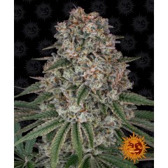 Tropicanna Banana Feminised 10ks