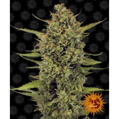 Acapulco Gold Feminised 10ks