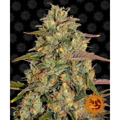 Amnesia Lemon Feminised 10ks