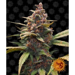 Ayahuasca Purple Feminised 10ks