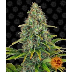 Blueberry Cheese Auto Feminised 10ks