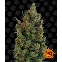 Blueberry Cheese Feminised 10ks