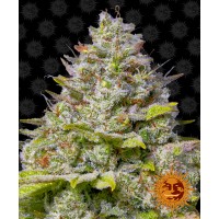 Blue Gelato 41 Feminised 10ks