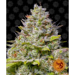 Blue Gelato 41 Feminised 10ks