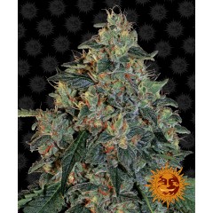 Blueberry OG Feminised 10ks