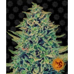 CBD Blue Shark Feminised 10ks