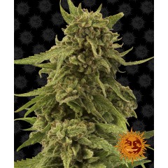 CBD Critical Cure Feminised 10ks