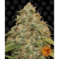 CBD Lemon Potion Auto Feminised 10ks