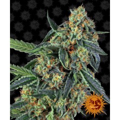 Cookies Kush Feminised 10ks