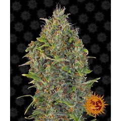 Critical Kush Auto Feminised 10ks
