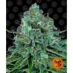 Critical Kush Feminised 10ks
