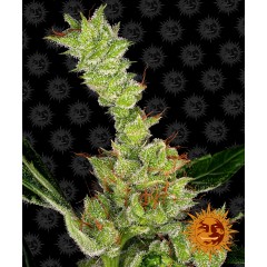 Dr Grinspoon Feminised 1ks