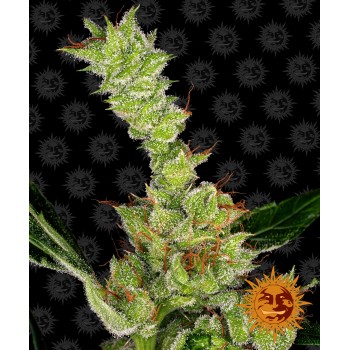 Dr Grinspoon Feminised 1ks