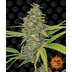 G13 Haze Feminised 10ks