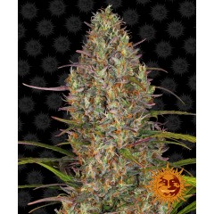 Glue Gelato Auto Feminised 10ks