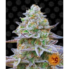 Gorilla Zkittlez Feminised 10ks