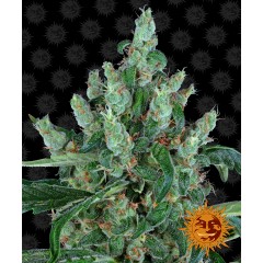 Laughing Buddha Feminised 10ks