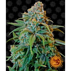 Liberty Haze Feminised 10ks