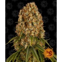 Orange Sherbert Feminised 10ks