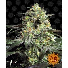 Peyote Cookies Feminised 10ks