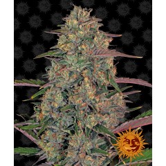 Pineapple Chunk Feminised 10ks