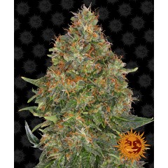 Pineapple Express Auto Feminised 10ks